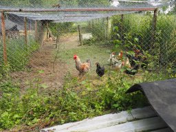 Bohlis_60_er-P6070019