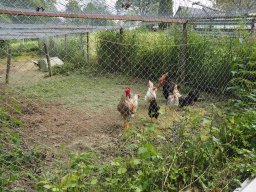 Bohlis_60_er-P6070020