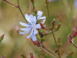 20250816_Andernach_P8160037