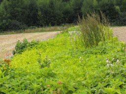 20250816_Andernach_P8160039