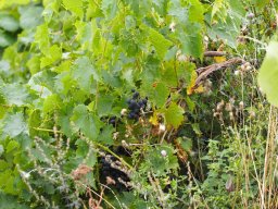 20250816_Andernach_P8160050