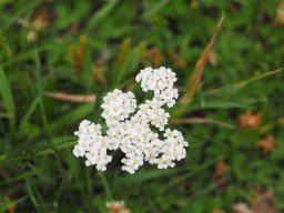 20250816_Andernach_P8160052