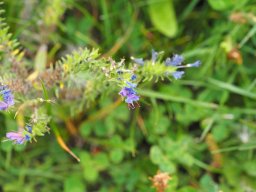 20250816_Andernach_P8160053