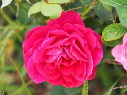 20250816_Andernach_P8160059