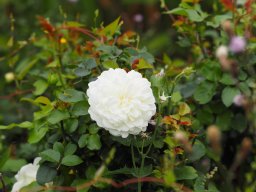 20250816_Andernach_P8160060