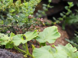 20250816_Andernach_P8160078