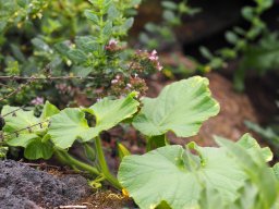 20250816_Andernach_P8160079