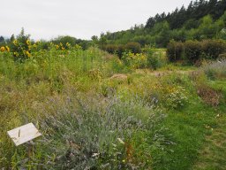 20250816_Andernach_P8160099