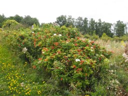 20250816_Andernach_P8160100