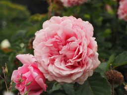 20250816_Andernach_P8160103