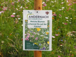 20250816_Andernach_P8160116