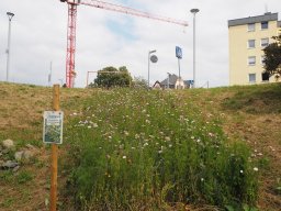 20250816_Andernach_P8160117