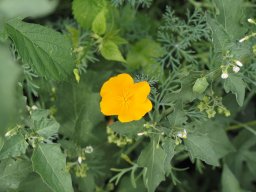 20250816_Andernach_P8160132