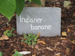 20250816_Andernach_P8160137