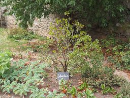 20250816_Andernach_P8160141