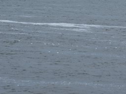 Arnold_2024-P5300517