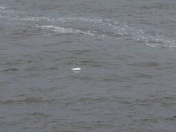 Arnold_2024-P5300518