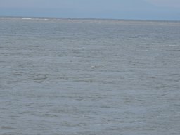 Arnold_2024-P5300525