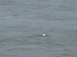 Arnold_2024-P5300526