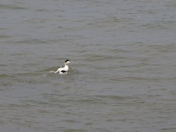 Arnold_2024-P5300528