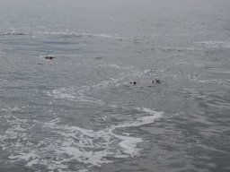 Arnold_2024-P5300557