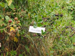 20250713_Sommerfest_P7130491