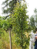 20250713_Sommerfest_P7130496